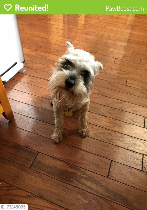 Reunited Male Dog last seen Cross street of Sanford and Stanley in Longwood off of Palm Springs, Longwood, FL 32750