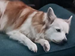 Reunited Female Dog last seen Fisherman's Trail, Huntsville, TX 77320