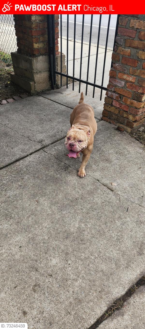 Lost Female Dog last seen damen 59th, Chicago, IL 60636