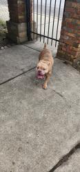 Lost Female Dog last seen damen 59th, Chicago, IL 60636