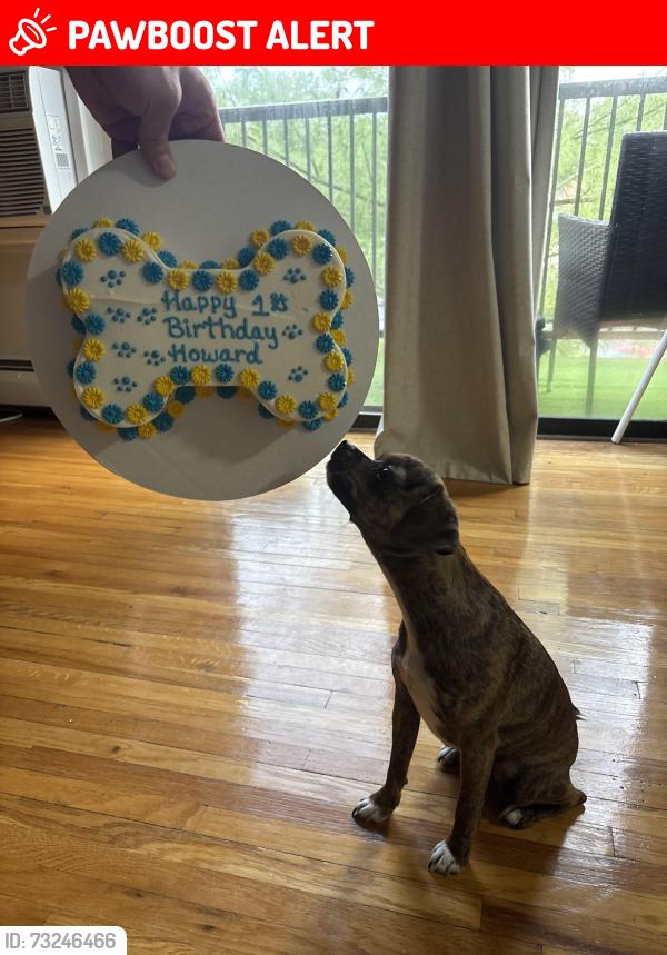 Lost Male Dog last seen Red gravel Circle Sicklerville NJ, Winslow Township, NJ 08081