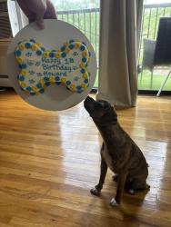 Lost Male Dog last seen Red gravel Circle Sicklerville NJ, Winslow Township, NJ 08081