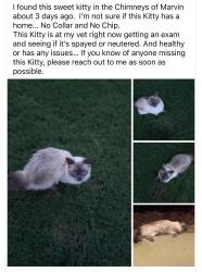 Found/Stray Female Cat last seen Stonesby Lane & Julian Glen, Waxhaw, NC 28173