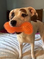 Reunited Female Dog last seen Mission rd , e southcross, south Flores, San Antonio, TX 78214