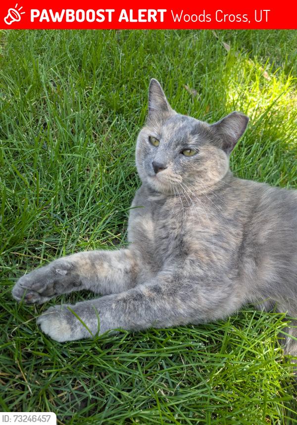 Lost Female Cat last seen Mills Park, Woods Cross, UT 84087