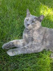 Lost Female Cat last seen Mills Park, Woods Cross, UT 84087