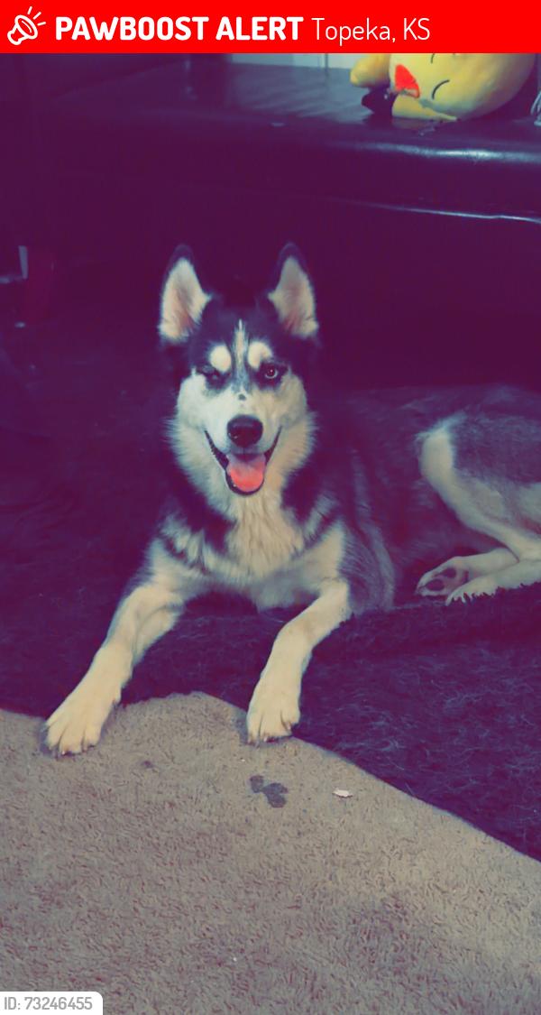 Lost Female Dog last seen Near sw 33rd st by clontarf school, Topeka, KS 66611