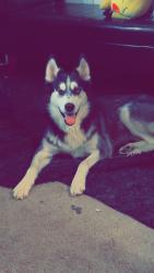Lost Female Dog last seen Near sw 33rd st by clontarf school, Topeka, KS 66611