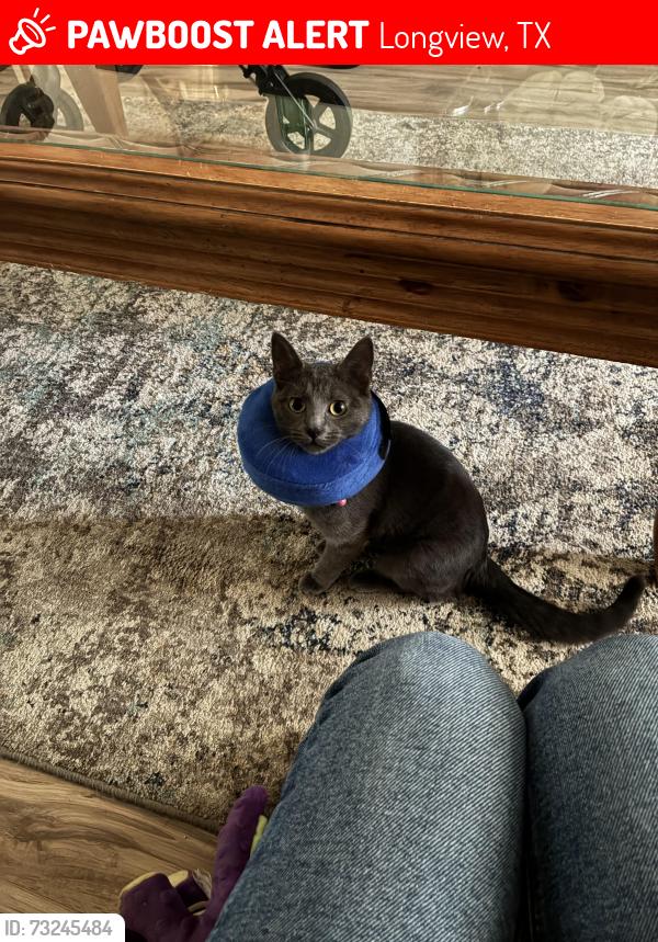 Lost Female Cat last seen judson rd, Longview, TX 75605