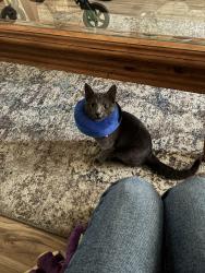 Lost Female Cat last seen judson rd, Longview, TX 75605