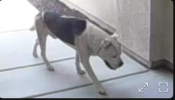 Found/Stray Male Dog last seen Goldfinch St. Brodig Ct., Hemet, CA 92545