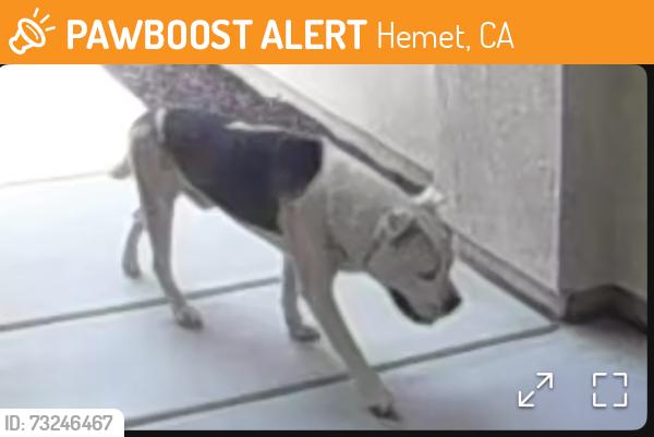 Found/Stray Male Dog last seen Goldfinch St. Brodig Ct., Hemet, CA 92545