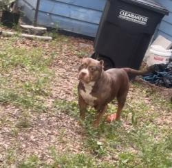 Reunited Female Dog last seen Druid and Missouri, Clearwater, FL 33755