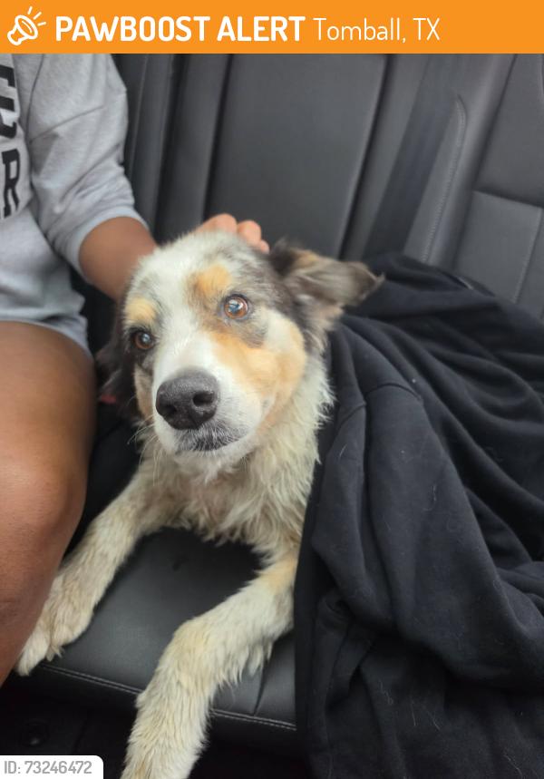 Found/Stray Male Dog last seen Mels country cafe, Tomball, TX 77375