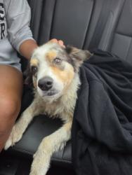 Found/Stray Male Dog last seen Mels country cafe, Tomball, TX 77375