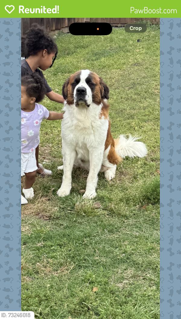 Reunited Male Dog last seen Fillmore & Garfield drive, McKinney, TX 75072