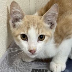 Shelter Stray Male Cat last seen Hasselt St and Victoria Ave, City of College Station, TX, 5359 Leonard Rd, Bryan, TX 77807, USA