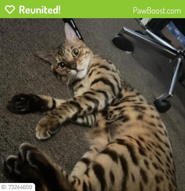 Reunited Male Cat last seen West 21st Street, near Upland Diner, Crozer hosps, Chester, PA 19013