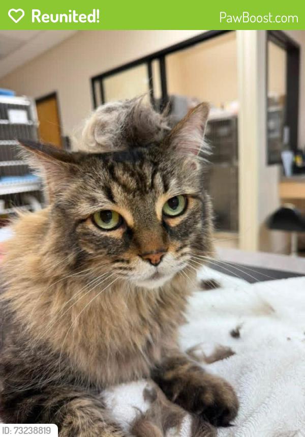 Reunited Male Cat last seen Down the road from the holly springs shopping center in a residential neighborhood, Fuquay-Varina, NC 27526