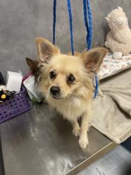 Shelter Stray Male Dog last seen 600-blk. Cavan Rd., Duncanville, TX, 1150 E Pleasant Run Rd, Cedar Hill, TX 75104, USA