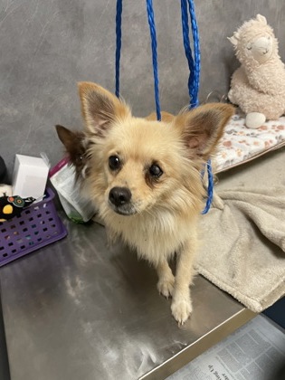 Shelter Stray Male Dog last seen 600-blk. Cavan Rd., Duncanville, TX, 1150 E Pleasant Run Rd, Cedar Hill, TX 75104, USA