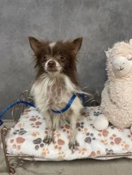 Shelter Stray Male Dog last seen 600-blk. Cavan Rd., Duncanville, TX, 1150 E Pleasant Run Rd, Cedar Hill, TX 75104, USA