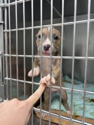 Shelter Stray Female Dog last seen Near 59th St, Oakland, CA, 1101 29th Ave, Oakland, CA 94601, USA