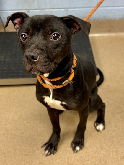 Shelter Stray Male Dog last seen Charles Cudd Crt, 30058, GA, 3280 Chamblee Dunwoody Rd, Chamblee, GA 30341, USA