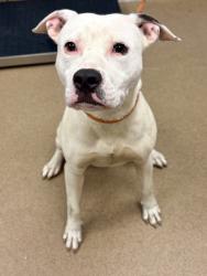 Shelter Stray Male Dog last seen Near Glenwood Rd, Decatur, GA 30032, 30032, GA, 3280 Chamblee Dunwoody Rd, Chamblee, GA 30341, USA