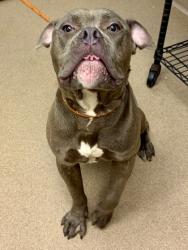 Shelter Stray Male Dog last seen , 30032, GA, 3280 Chamblee Dunwoody Rd, Chamblee, GA 30341, USA
