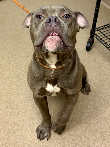Shelter Stray Male Dog last seen , 30032, GA, 3280 Chamblee Dunwoody Rd, Chamblee, GA 30341, USA