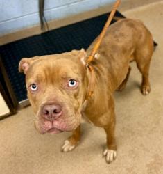 Shelter Stray Female Dog last seen Near Woodberry Place, 30034, GA, 3280 Chamblee Dunwoody Rd, Chamblee, GA 30341, USA