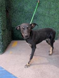 Shelter Stray Male Dog last seen Near Port Lavaca, CITY of El Paso, TX, 5001 Fred Wilson Ave, El Paso, TX 79906, USA