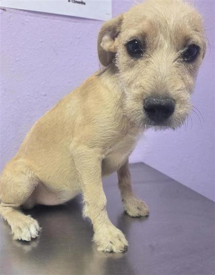 Shelter Stray Female Dog last seen Near Williamette Ave., CITY of El Paso, TX, 5001 Fred Wilson Ave, El Paso, TX 79906, USA