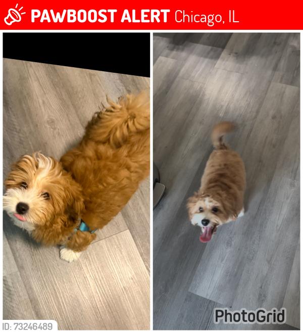 Lost Male Dog last seen Near s major ave, Chicago, IL 60638