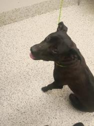 Shelter Stray Male Dog last seen Near old National hwy, South Fulton, GA, 1251 Fulton Industrial Blvd NW, Atlanta, GA 30336, USA