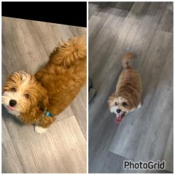 Lost Male Dog last seen Near s major ave, Chicago, IL 60638