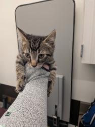 Shelter Stray Male Cat last seen Near Oakley Industrial Blvd, Atlanta, GA, 1251 Fulton Industrial Blvd NW, Atlanta, GA 30336, USA