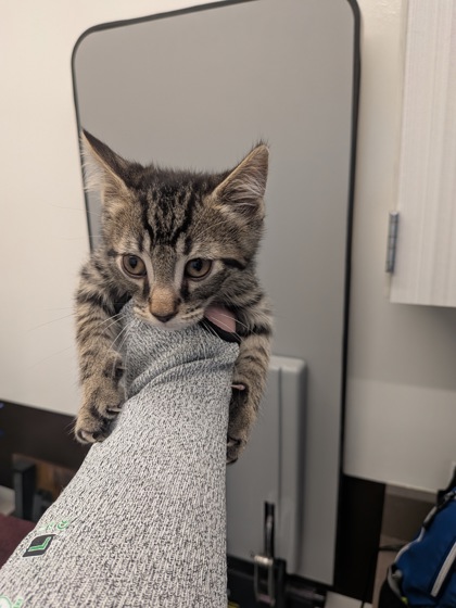 Shelter Stray Male Cat last seen Near Oakley Industrial Blvd, Atlanta, GA, 1251 Fulton Industrial Blvd NW, Atlanta, GA 30336, USA