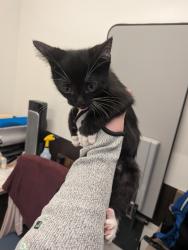 Shelter Stray Male Cat last seen Near Oakley Industrial Blvd, Atlanta, GA, 1251 Fulton Industrial Blvd NW, Atlanta, GA 30336, USA