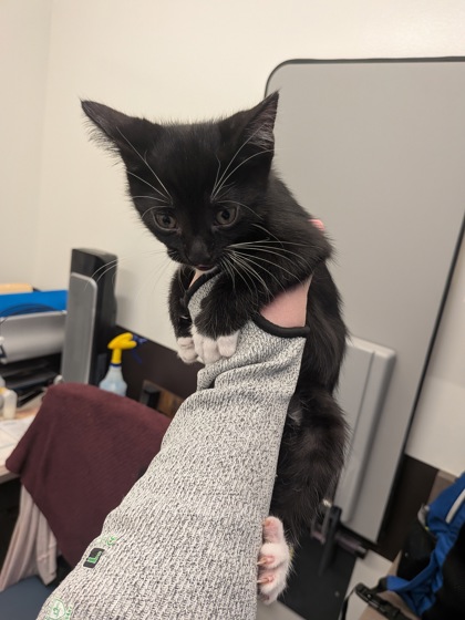 Shelter Stray Male Cat last seen Near Oakley Industrial Blvd, Atlanta, GA, 1251 Fulton Industrial Blvd NW, Atlanta, GA 30336, USA