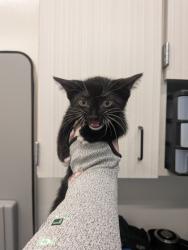 Shelter Stray Male Cat last seen Near Oakley Industrial Blvd, Atlanta, GA, 1251 Fulton Industrial Blvd NW, Atlanta, GA 30336, USA