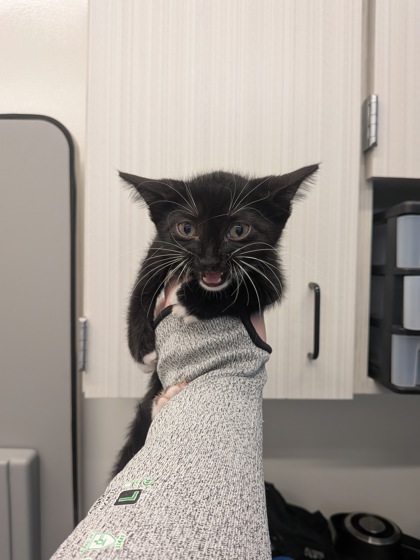 Shelter Stray Male Cat last seen Near Oakley Industrial Blvd, Atlanta, GA, 1251 Fulton Industrial Blvd NW, Atlanta, GA 30336, USA