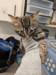 Shelter Stray Male Cat last seen Near Oakley Industrial Blvd, Atlanta, GA, 1251 Fulton Industrial Blvd NW, Atlanta, GA 30336, USA