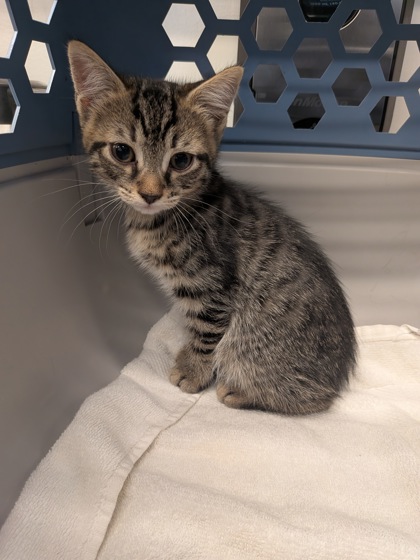 Shelter Stray Male Cat last seen Near Oakley Industrial Blvd, Atlanta, GA, 1251 Fulton Industrial Blvd NW, Atlanta, GA 30336, USA