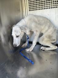 Shelter Stray Male Dog last seen Near CALMONT AVE, West District, TX, 355 Hillshire Dr, Haslet, TX 76052, USA