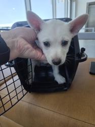 Shelter Stray Male Dog last seen Near Springdale Rd, Central District, TX, 355 Hillshire Dr, Haslet, TX 76052, USA