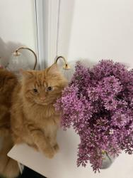 Lost Male Cat last seen north knight ave, Park Ridge, Park Ridge, IL 60068