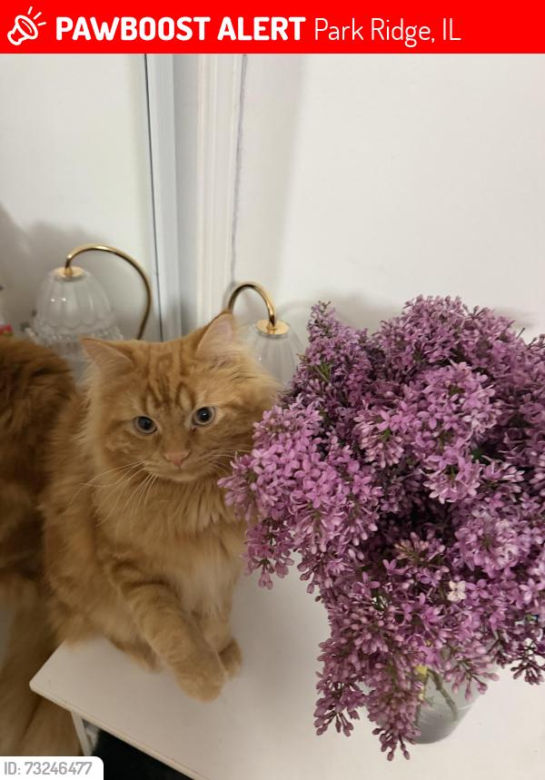 Lost Male Cat last seen north knight ave, Park Ridge, Park Ridge, IL 60068
