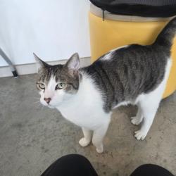 Shelter Stray Male Cat last seen Near Faircrest Cove, North District, TX, 355 Hillshire Dr, Haslet, TX 76052, USA